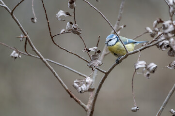 bird, robin, natur, wild lebende tiere, tier, rot, wild, ast
