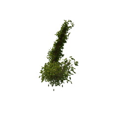 Naklejka premium 3D illustration of a realistic Ivy plant 