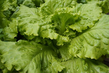 Lettuce leaves in the greenhouse, greenhouse organic plantation harvest vegetables.