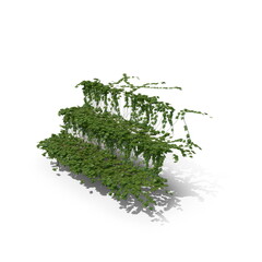 3D illustration of a realistic Ivy plant
