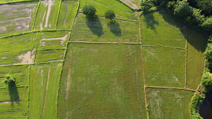 fence with grass in thailand