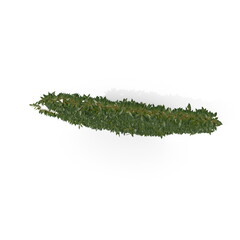3D illustration of a realistic Ivy plant
