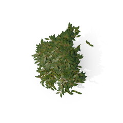 3D illustration of a realistic Ivy plant
