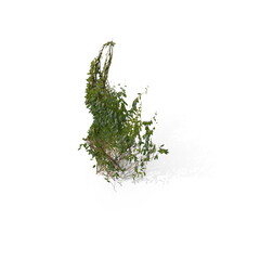3D illustration of a realistic Ivy plant