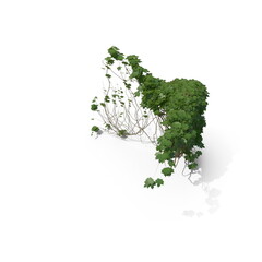 Obraz premium 3D illustration of a realistic Ivy plant