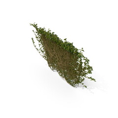 3D illustration of a realistic Ivy plant