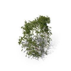 3D illustration of a realistic Ivy plant