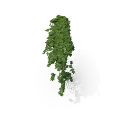 Fototapeta premium 3D illustration of a realistic Ivy plant