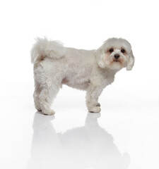 Maltese dog photographed on a white back ground in studio