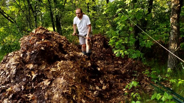 Man stockpile leaves in the woods using pitchfork to let collected leaves rot over next year to create compost for his garden.