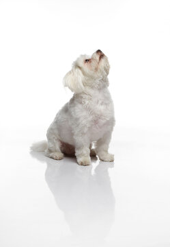 Maltese dog photographed on a white back ground in studio