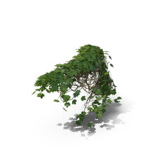 3D illustration of a realistic Ivy plant