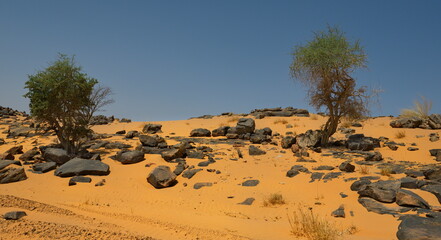 West Africa. Mauritania. Stone placers in the hot sands of the Southwestern outskirts of the Sahara...