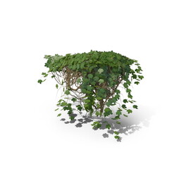 3D illustration of a realistic Ivy plant