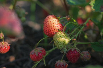 strawberry in the garden. Strawberries on a branch