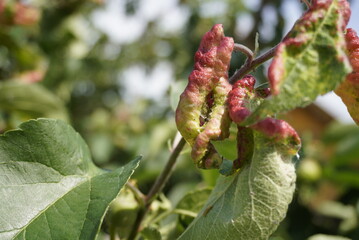 Rosy leaf-curling apple aphids (Dysaphis devecta), apple tree pest. Detail of affected leaf.