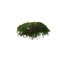 Fototapeta na wymiar 3D illustration of a realistic Ivy plant