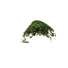 Fototapeta na wymiar 3D illustration of a realistic Ivy plant