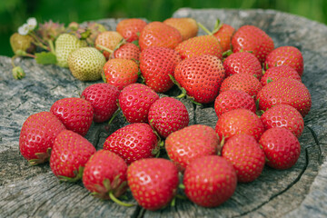 Strawberries on a stump. strawberries in a basket