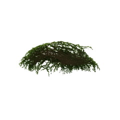 Naklejka premium 3D illustration of a realistic Ivy plant