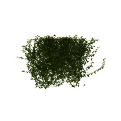 3D illustration of a realistic Ivy plant