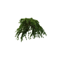 Fototapeta premium 3D illustration of a realistic Ivy plant