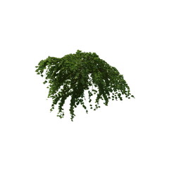 Fototapeta premium 3D illustration of a realistic Ivy plant