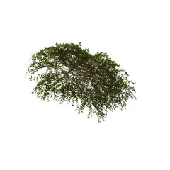 Naklejka premium 3D illustration of a realistic Ivy plant