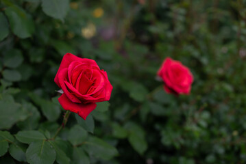 Red rose bloomed on a green bush. Closeup