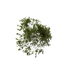 Fototapeta premium 3D illustration of a realistic Ivy plant