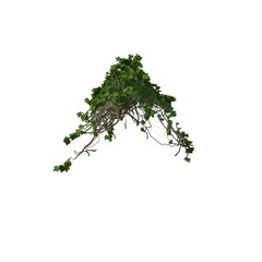 Naklejka premium 3D illustration of a realistic Ivy plant