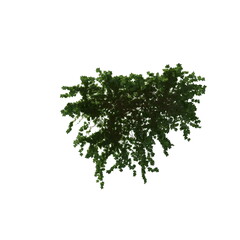 Fototapeta premium 3D illustration of a realistic Ivy plant