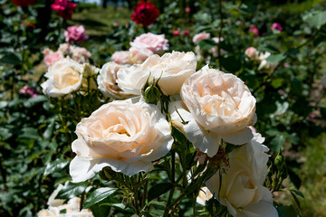 white roses bouquet in garden
