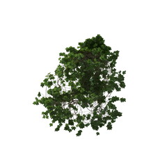Fototapeta premium 3D illustration of a realistic Ivy plant