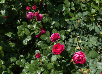 pink roses in garden