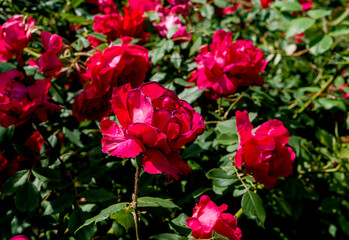 red and white roses in summer garden