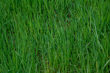 Abstract Background-green grass in spring