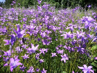 Naklejka premium A field of purple and white wildflowers in a lush, green meadow