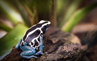 beautiful blue poison dart frog 