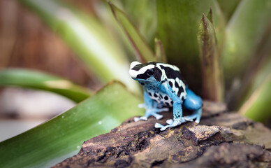 beautiful blue poison dart frog 