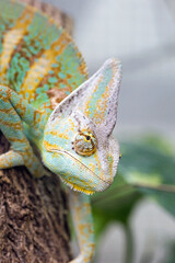 beautiful colorful chameleon