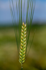 The single yellowish-green ear of barley (Hordeum vulgare) before harvesting.