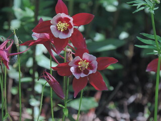 Fleurs de Qu&eacute;bec 3