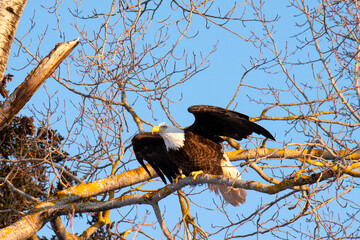 Bald Eagle Preparing With Wings Outstretched to Fly Off a Tree Branch