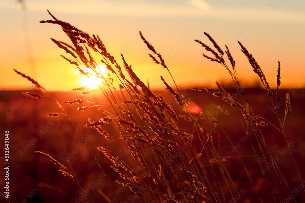 Wall mural grass at sunset