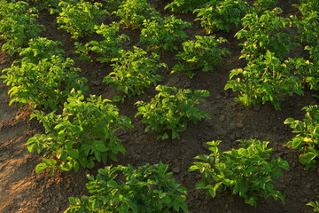 ecological potato bushes grow on the farm - obrazy, fototapety, plakaty