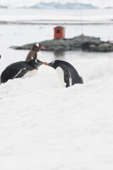 penguins sharing affection in snow