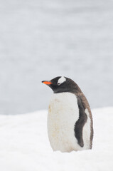 isolated penguin in meditation on the glacier 