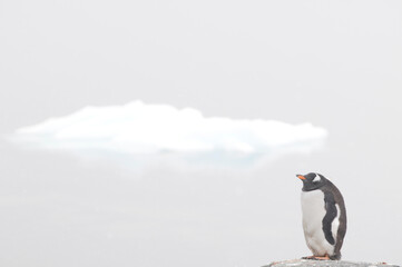 isolated penguin admiring the iceberg