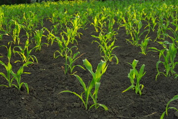 young corn growing on the farm